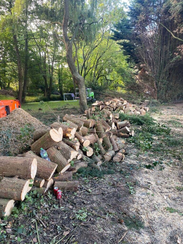 This is a photo of a wood area which is having multiple trees removed. The trees have been cut up into logs and are stacked in a row. Long Buckby Tree Surgeons